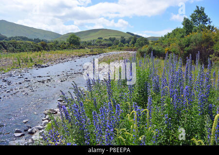 Vipers Bugloss am Ufer der Hochschule Brennen Stockfoto