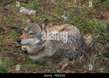 Schöne Portrait von grauer Wolf (Canis lupus) sitzen in der Wiese Stockfoto