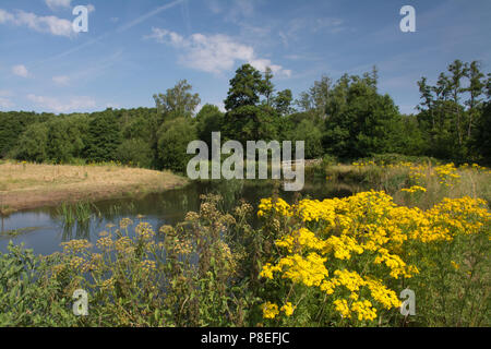 Der Fluss Wey durch Thundry wiesen Naturschutzgebiet in Surrey, UK, an einem sonnigen Sommertag. Landschaft, Aussicht, wildlflowers Stockfoto