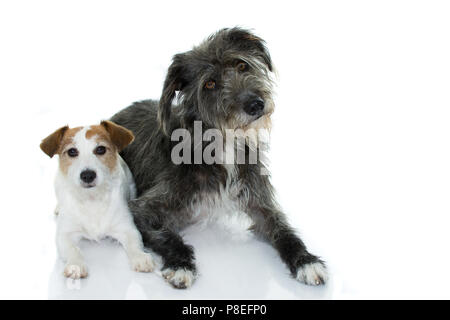 Nettes Paar aus weißen und schwarzen Hunden LIEGEND isoliert auf weißem Hintergrund. STUDIO gedreht. Kopieren Sie Platz. Stockfoto