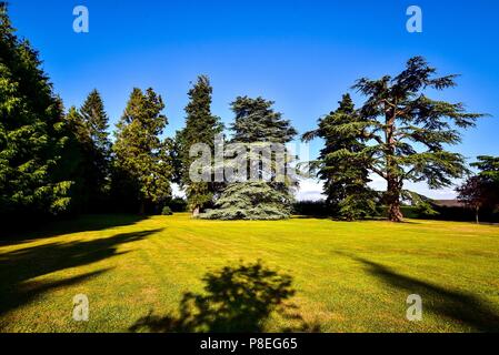 Blaue Atlaszeder Stockfoto