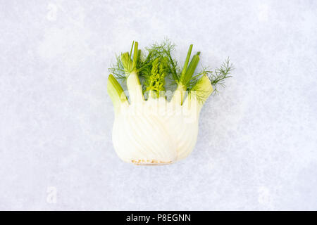Ansicht von oben in einem raw Fenchelknolle mit Wedel auf professionelle Grau DIY Hintergrund. Stockfoto