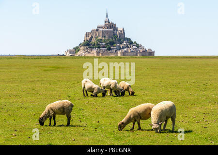 Schafe auf den Salzwiesen in der Nähe des Mont Saint-Michel Gezeiten Insel unter einem blauen Himmel. Stockfoto