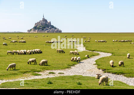 Eine Herde Schafe und Lämmer zu weiden auf Salzwiesen in der Nähe des Mont Saint-Michel tidal Island in der Bretagne, Frankreich, unter einem blauen Himmel. Stockfoto