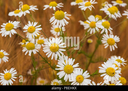 Ox-eye Gänseblümchen in Gerstenfeld, Angus, Schottland. Stockfoto