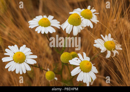 Ox-eye Gänseblümchen in Gerstenfeld, Angus, Schottland. Stockfoto