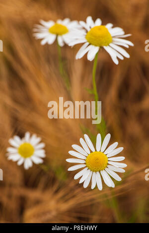 Ox-eye Gänseblümchen in Gerstenfeld, Angus, Schottland. Stockfoto