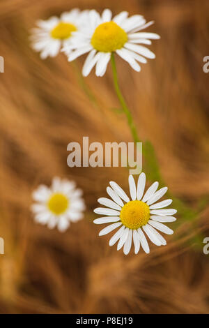 Ox-eye Gänseblümchen in Gerstenfeld, Angus, Schottland. Stockfoto