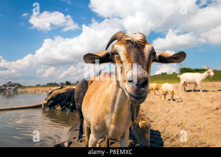 Nahaufnahme einer braunen Ziege sieht in die Kamera, im Hintergrund eine Herde von Schafen und Ziegen Getränke Wasser aus einem Fluss an einem warmen Sommertag Stockfoto