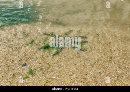 Singapur - Juli 8,2018: Pasir Ris Park. Star Fisch in Pasir Ris Park Beach Stockfoto