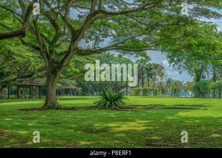 Singapur - Juli 8,2018: Pasir Ris Park. Pasir Ris Park ist ein Beach Park in der Teil von Singapur, das 1989 eröffnet wurde. Es befindet sich in 70 ha Stockfoto