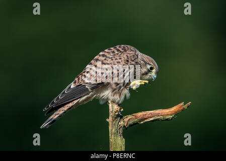 Nächster Schritt der jungen europäischen Turmfalken (Falco tinnunculus) auf dem alten Zweig mit einem schönen grünen defokussiertem Hintergrund Stockfoto