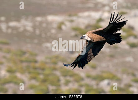 Gänsegeier (Tylose in Fulvus), Fliegen, Bosa, Sardinien, Italien Stockfoto