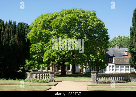 Trendell Gärten, Abingdon, Oxfordshire, England, Großbritannien Stockfoto