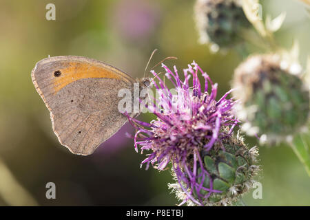 Großes Ochsenauge, großes Ochsenauge, Ochsenauge, Männchen beim Blütenbesuch, Nektarsuche, Bestäubung, Pyrausta aurata Aurata, Wiese, Epinephele br Stockfoto