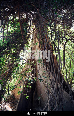 Kapok Tree (ceiba pentandra) mit hängenden grüne Zweige an der Kachikally Krokodil Pool in Bakau Newtown, Gambia, Westafrika. Stockfoto