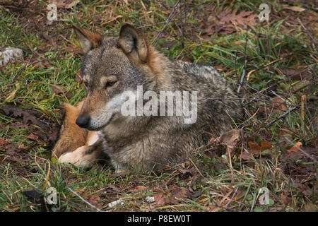 Schöne Portrait von grauer Wolf (Canis lupus) sitzen in der Wiese Stockfoto