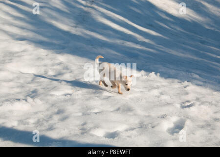 Portrait von niedlichen Baby Welpe Hund Wandern im Schnee Stockfoto