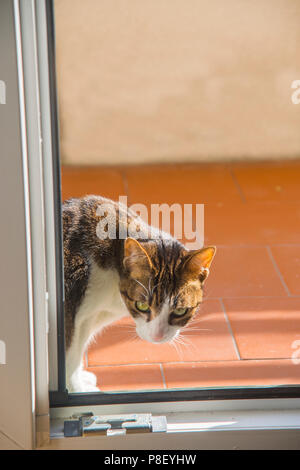 Tabby und weiße Katze sitzt vor der Tür. Stockfoto