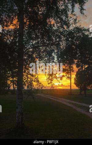 Sonnenuntergang über Birke Blätter auf dem Hintergrund einer unbefestigten Straße Stockfoto