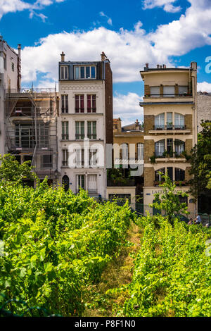 Clos Montmartre auch als Vigne de Montmartre bekannt. La Vigne de Montmartre ist das älteste Weingut in Paris. Stockfoto