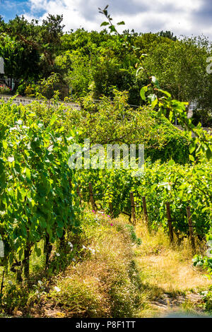 Clos Montmartre auch als Vigne de Montmartre bekannt. La Vigne de Montmartre ist das älteste Weingut in Paris. Stockfoto