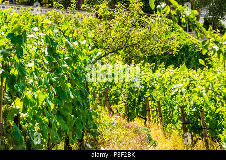 Clos Montmartre auch als Vigne de Montmartre bekannt. La Vigne de Montmartre ist das älteste Weingut in Paris. Stockfoto