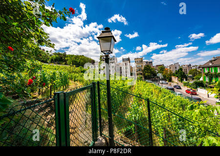 Clos Montmartre auch als Vigne de Montmartre bekannt. La Vigne de Montmartre ist das älteste Weingut in Paris. Stockfoto