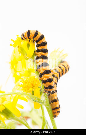 Ein Paar von Zinnober Nachtfalter Raupen, Tyria jacobaeae, in einem Studio fotografiert auf einem weißen Hintergrund Fütterung auf Ragwort, Jacobaeae vulgaris. Norden tun Stockfoto