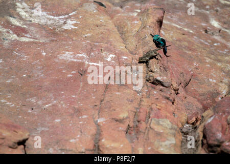 Ein männlicher Southern Rock (Agama agama atra) in Zucht Färbung, die versuchen, eine Frau in der Stony Point Nature Reserve, Südafrika zu gewinnen. Stockfoto