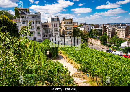 Clos Montmartre auch als Vigne de Montmartre bekannt. La Vigne de Montmartre ist das älteste Weingut in Paris. Stockfoto