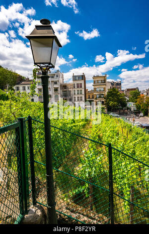 Clos Montmartre auch als Vigne de Montmartre bekannt. La Vigne de Montmartre ist das älteste Weingut in Paris. Stockfoto