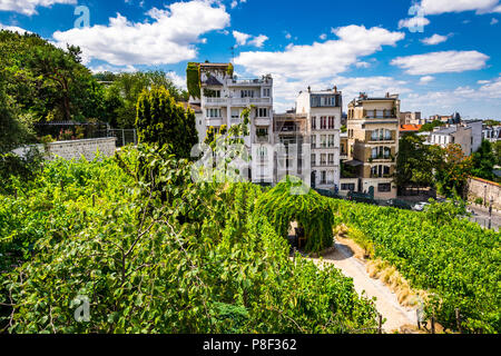 Clos Montmartre auch als Vigne de Montmartre bekannt. La Vigne de Montmartre ist das älteste Weingut in Paris. Stockfoto