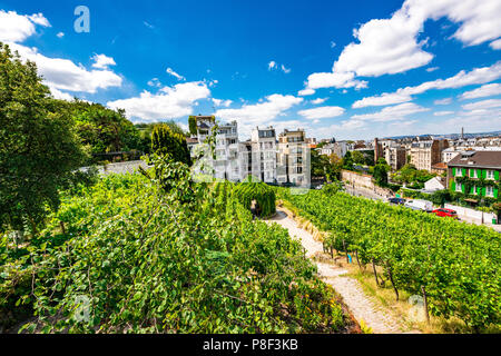 Clos Montmartre auch als Vigne de Montmartre bekannt. La Vigne de Montmartre ist das älteste Weingut in Paris. Stockfoto