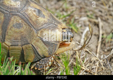 Ein anwinkeln Schildkröte (Chersina angulata) im West Coast National Park Langebaan, Südafrika. Stockfoto