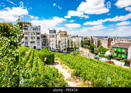 Clos Montmartre auch als Vigne de Montmartre bekannt. La Vigne de Montmartre ist das älteste Weingut in Paris. Stockfoto