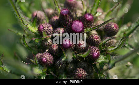 Eine blühende Sumpf Thistle (Cirsium Palustre) im Frühjahr UK Stockfoto