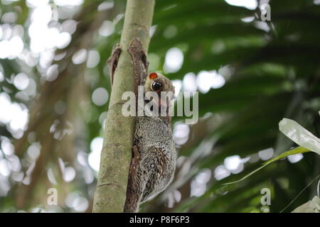 Colugo Hängen an einem Baum Stockfoto