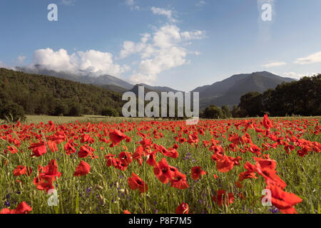 Sommer Felder mit roter Mohn in der französischen Provence Landschaft und die Berge im Hintergrund Stockfoto