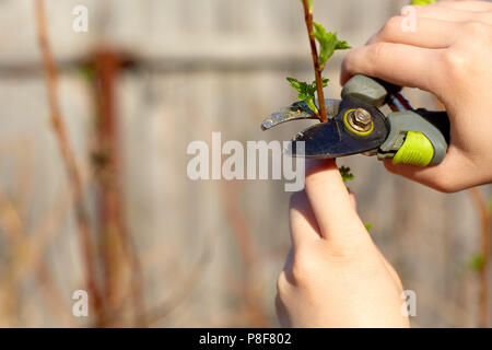 Schneiden von Obstbäumen mit Garten Gartenschere in spring garden Stockfoto