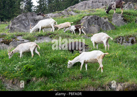 Wilde Ziegen Roaming frei auf einem Hügel in der Nähe von Les Lindarets in den Französischen Alpen in der Nähe von Lunel Haute-Savoie Portes du Soleil Frankreich Stockfoto