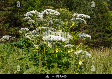 Cow parsnip blüht im Sommer Stockfoto