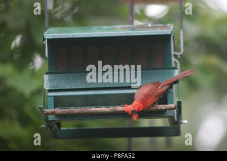 Genießen Sie die leuchtend rote Farbe der männlichen Kardinal Vogel Stockfoto