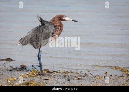 Little Blue Heron für Lebensmittel, La Paz, Baja California suchen Stockfoto