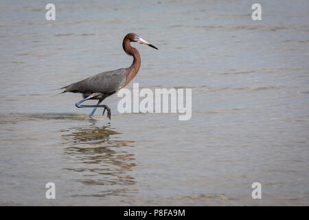 Little Blue Heron für Lebensmittel, La Paz, Baja California suchen Stockfoto