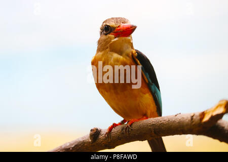 Braun - hooded Kingfisher (Halcyon albiventris) mit einem langen roten Schnabel sitzt auf einem Ast Stockfoto