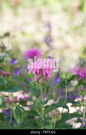 Monarda didyma. Bergamotte Blumen. Stockfoto