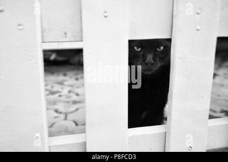 Grumpy schwarze Katze, verärgert Schwarze Katze Stockfoto