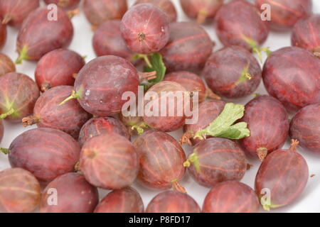 Rote stachelbeere Hinnonmäki, köstliche innen mit einem spritzigen Außenhaut Stockfoto