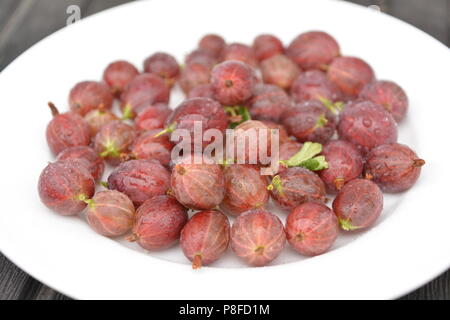 Rote stachelbeere Hinnonmäki, köstliche innen mit einem spritzigen Außenhaut Stockfoto